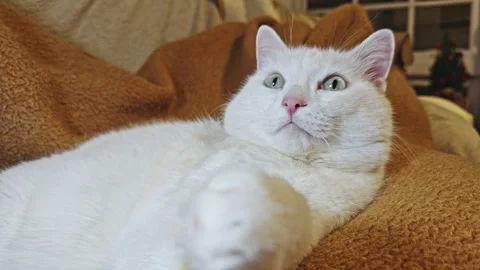 White cat resting on a couch 動画素材 338292804