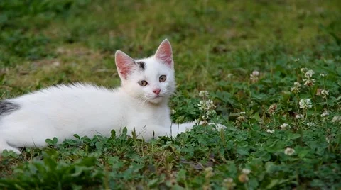 White cat resting Stock Footage 52661494