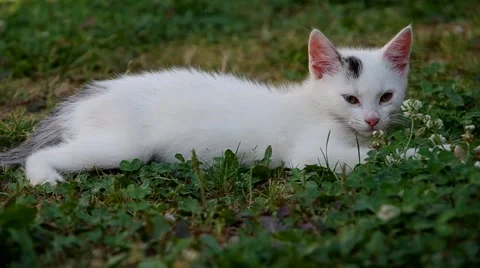 White cat resting Stock Footage 52661531