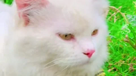 White Cat Resting on Green Grass in a Garden Vidéo 338133107