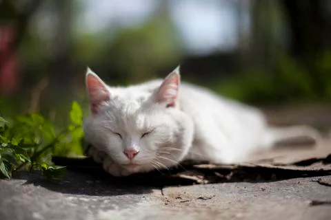 White cat resting on the ground Stock Photos
