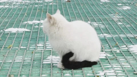 White cat resting on the ground in winter Video stock 261804485