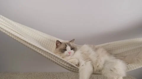 White cat resting in hammock. Stock Footage 295478259