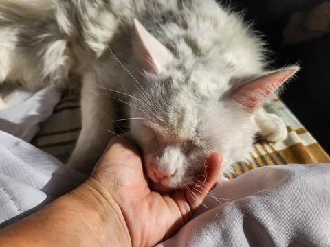 White Cat Resting on Hand Stock Photos