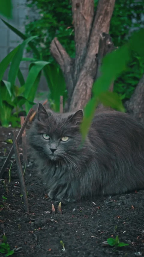 White Cat Resting on Pavement Stock Footage 276684391