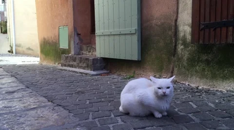 White cat resting on a pavement in Provence Stock Footage 57559992