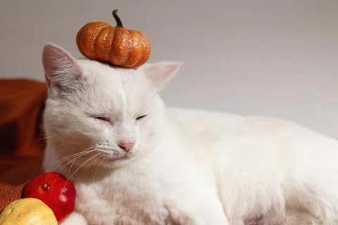 White Cat Resting With a Small Pumpkin Balancing on Its Head Surrounded by Stock Photos