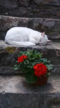 White cat resting on step b Stock Photos