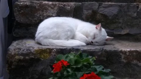 White cat resting on step c Stock Photos