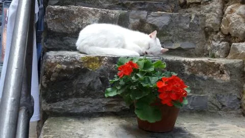 White cat resting on step d Stock Photos