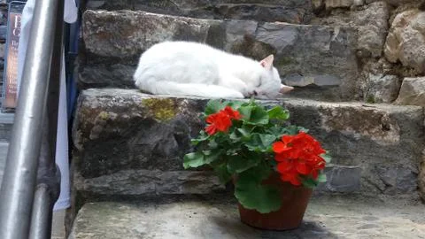 White cat resting on step e Foto stock
