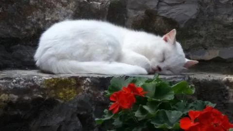 White cat resting on step g Stock Photos