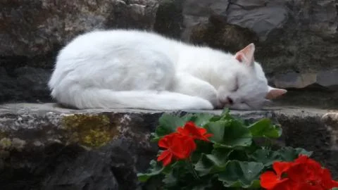 White cat resting on step h Stock Photos