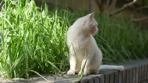 White cat resting on the steps grooming Stock Footage 195447587