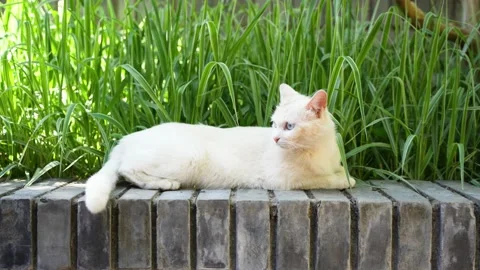 White cat resting on the steps grooming Stock Footage 195448008