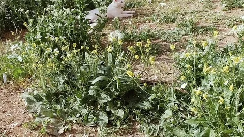A White Cat, Resting in the Sun. a White Cat Lies in the Courtyard Near the Stock Footage 74739588