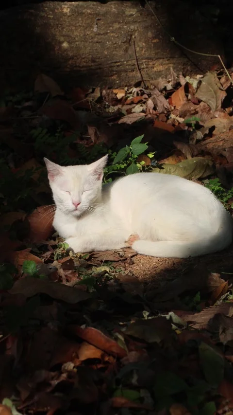 White Cat Resting in Sunlight, Ears Twitching to Surrounding Sounds Stock Footage 314210858