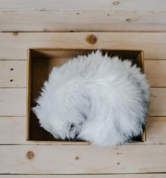 White cat rests in a box Stock Photos