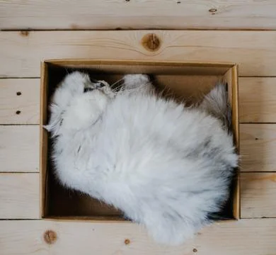 White cat rests in a box Stock Photos