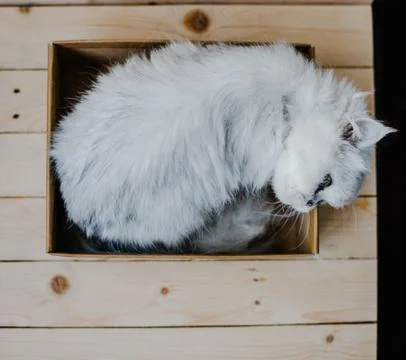 White cat rests in a box Stock Photos