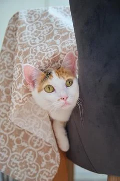A white cat rests on the chair Stock Photos