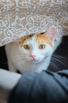 A white cat rests on the chair Stock Photos