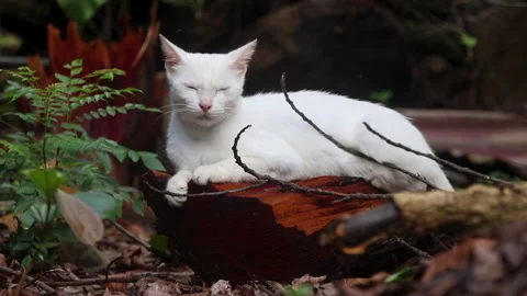 A white cat rests outdoors trying to sleep while mosquitoes fly around Video stock 314953288