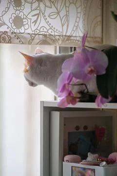 A white cat rests by the window 스톡 사진