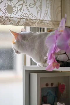 A white cat rests by the window 스톡 사진