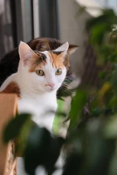 A white cat rests by the window Foto stock