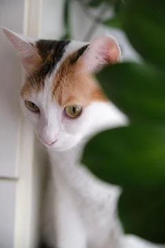 A white cat rests by the window Stock Photos