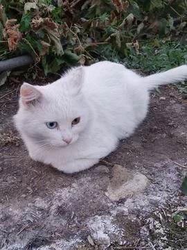 White cat on the rocks 库存照片