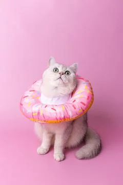 A white cat in a round soft protective collar made of fabric, sitting on pink Stock Photos