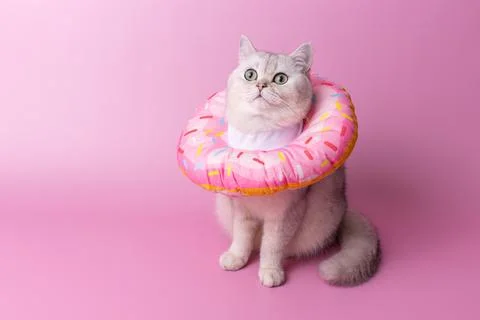 A white cat in a round soft protective collar made of fabric, sitting on pink Stock Photos
