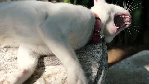 White cat rubbing his cheek against a concrete table Stock Footage 132852850