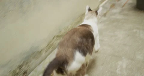 White cat runing in alley Stock Footage