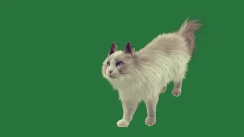A white cat is running on green screen and walking fluffy depth gesture layers Stock Footage 336049371