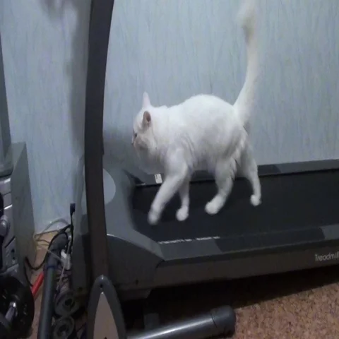 White cat runs on treadmill Video stock 69712741