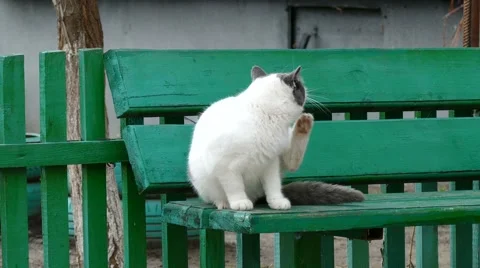 White cat scratched a flea bite is sitting on the bench Stock Footage 59238286