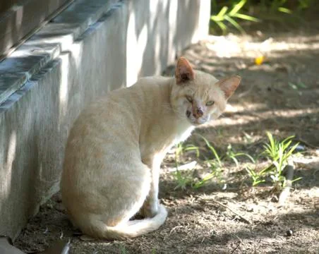 White cat in the shadows Foto stock