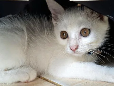 White cat with sharp eyes Stock Photos