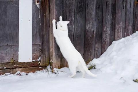 White cat sharpens claws Foto stock