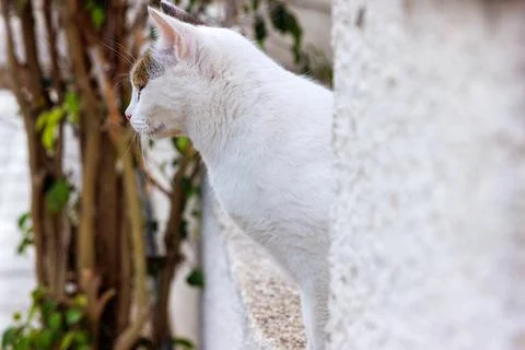 White cat shown in side view while peeking from behind a wall. Quiet Medite.. Stock Photos