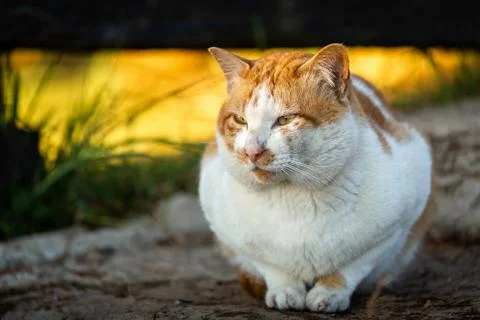 White cat sit on cold ground Stock Photos