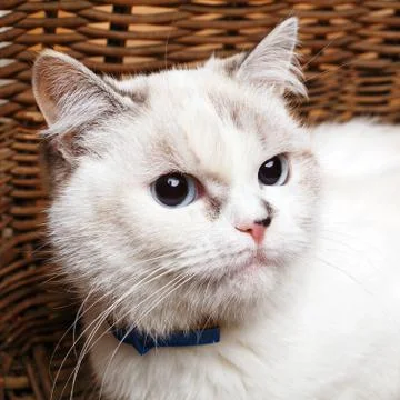 White Cat sitaing  in the basket Stock Photos