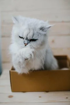 White cat sits in a box Stock Photos