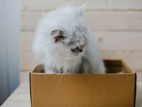 White cat sits in a box Stock Photos