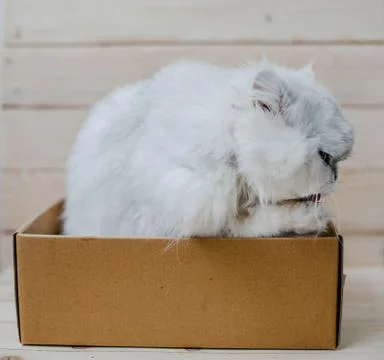 White cat sits in a box Stock Photos