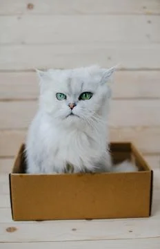 White cat sits in a box Foto stock
