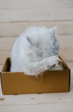 White cat sits in a box Foto stock